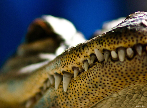 Зубы крокодила, Фото фотография