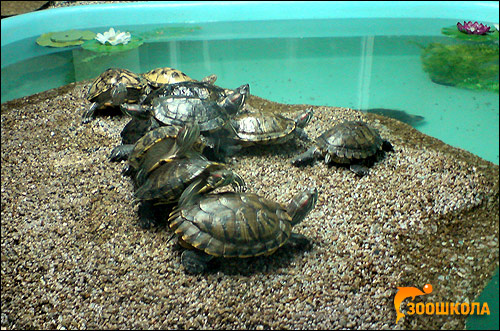 Красноухие черепахи (Trachemys scripta), Фото фотография