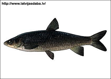 Черный амур (Mylopharyngodon piceus), Рисунок картинка