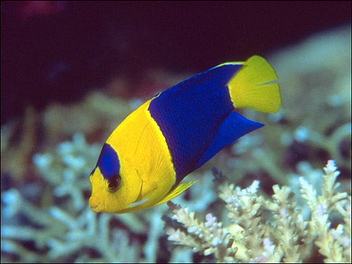 Желто-синяя рыбка, Фото фотография
