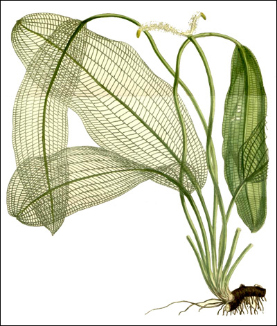 Апоногетон мадагаскарский (Aponogeton madagascariensis), Рисунок картинка Sir William Jackson Hooker