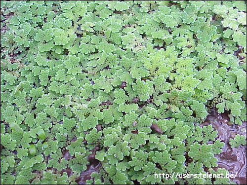 Азолла каролинская (Azolla caroliniana), Фото фотография с http://users.telenet.be/jp.wenselaers/azolla_caroliniana.jpg