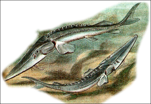 Малый амударьинский лжелопатонос (Pseudoscaphirhynchus hermanni), Рисунок картинка