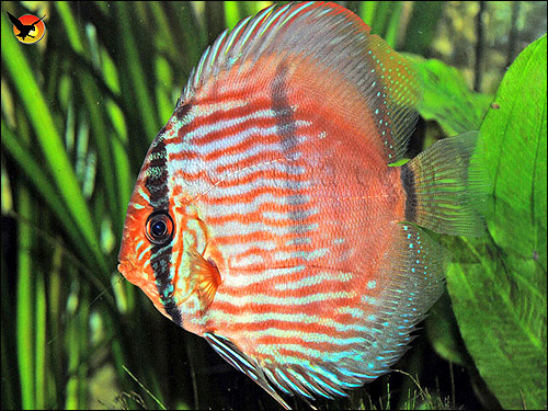 Настоящий дискус (Symphysodon discus), Фото фотография с http://album.todofauna.net/main.php?g2_view=core.DownloadItem&g2_itemId=1770&g2_serialNumber=2