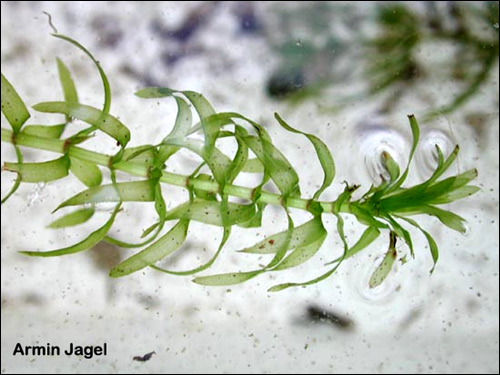 Элодея Нутталя (Elodea nuttallii), Фото фотография с http://www.ruhr-uni-bochum.de/boga/html/Elodea.nuttallii.ja.jpg