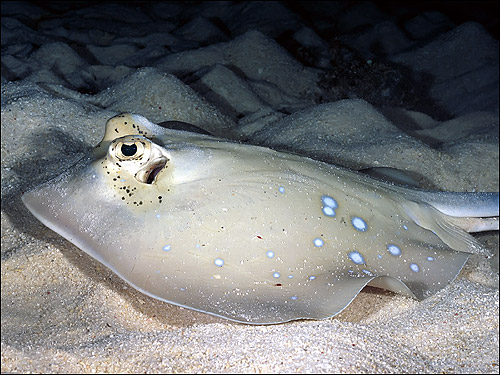 Морской скат, Фото фотография