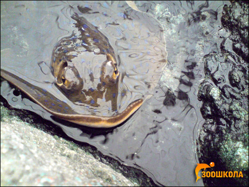 Скат, выглядывающий из воды, Фото фотография