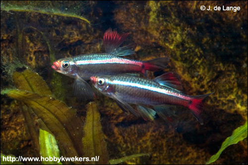 Кардинал (Tanichthys albonubes), Фото фотография