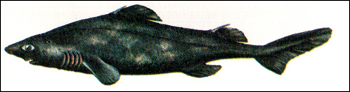 Черная собачья акула Фабрициуса (Centroscyllium fabricii), Рисунок картинка