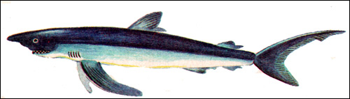 Синяя акула (Prionace glauca), Рисунок картинка