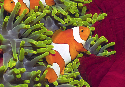 амфиприон оцелярис, рыба-клоун (Amphiprion ocellaris), Фото фотография