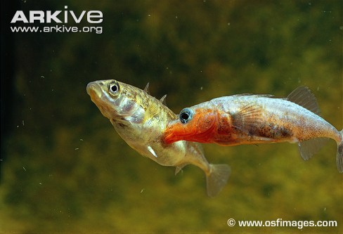 Колюшка трехиглая (Gasterosteus aculeatus), Фото фотография