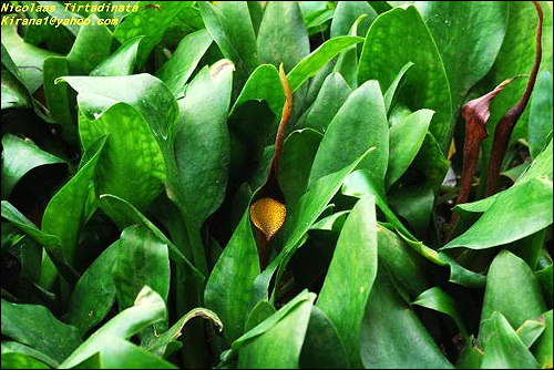 Криптокорина языковидная (Cryptocoryne lingua), Фото фотография с http://forum.o-fish.com/