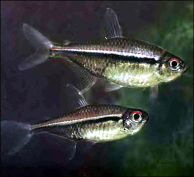 Хифессобрикон гетерорабдус, трехлинейная тетра (Hyphessobrycon heterorhabdus), Фото фотография