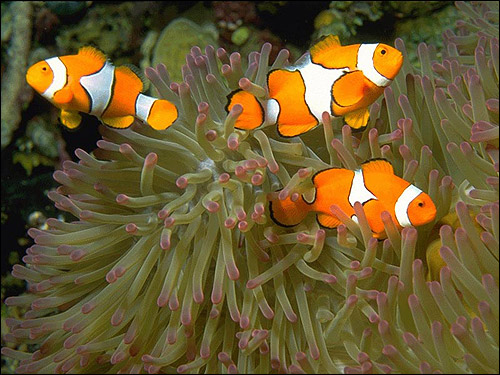 Амфиприон-клоун, клоун-перкула (Amphiprion percula), Фото фотография