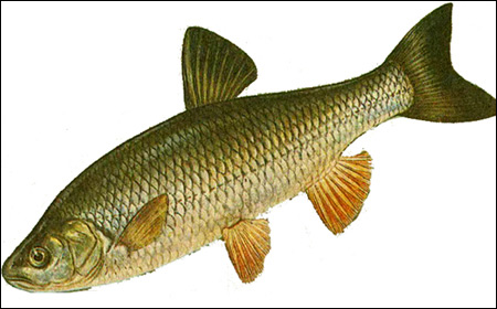 Голавль (Leuciscus cephalus), Рисунок картинка