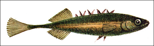 Девятииглая колюшка (Pungitius pungitius), Рисунок картинка