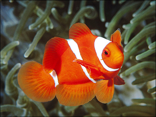 Амфиприон-клоун, клоун-перкула (Amphiprion percula), Фото фотография