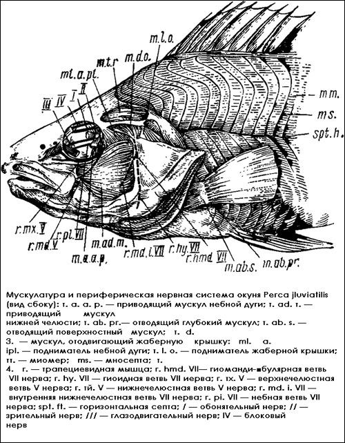 Мускулатура и периферическая нервная система окуня (Perca fluviatilis), Рисунок картинка