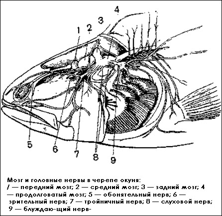 Мозг и головные нервы в черепе окуня, Рисунок картинка