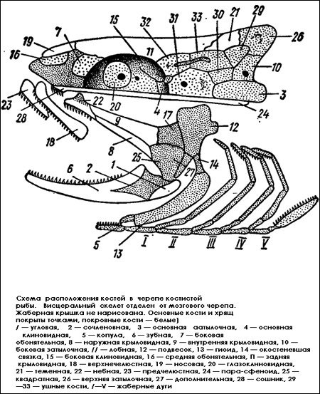Схема расположения костей в черепе костистой рыбы, Рисунок картинка