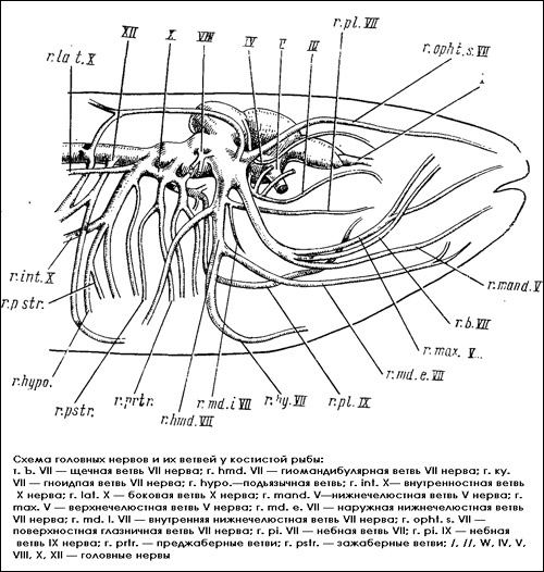 Схема головных нервов и их ветвей у костистой рыбы, Рисунок картинка
