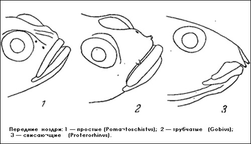 Передние ноздри рыб, Рисунок картинка