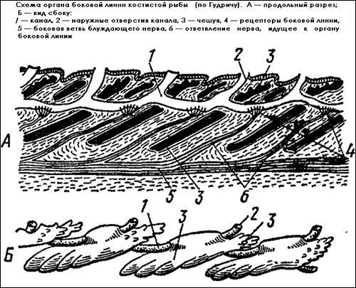Схема органа боковой линии костистой рыбы, Рисунок картинка