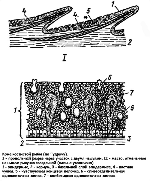 Кожа костистой рыбы, Рисунок картинка