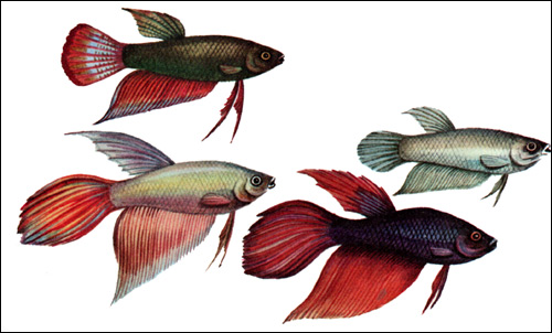 Петушок (Betta splendens), Рисунок картинка