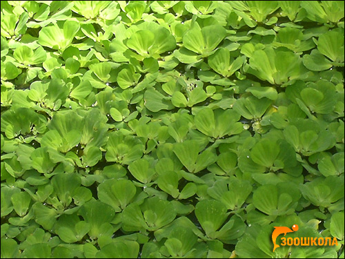 Пистия, водный салат (Pistia stratiotes), Фото фотография