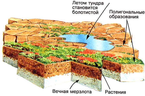 Почвы тундры