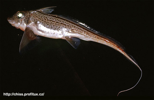 Химера европейская (Chimaera monstrosa), Фото фотография