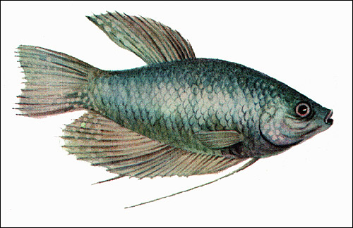 Гурами голубой (Trichogaster trichopterus), Рисунок картинка