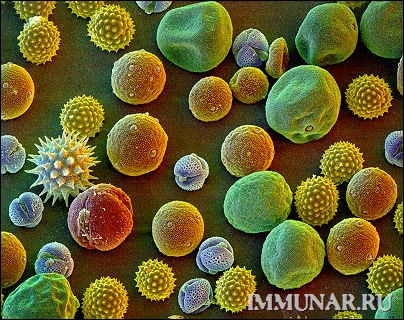 Пыльца при лечении птиц