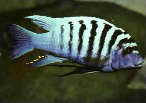 Псевдотрофеус зебра (Pseudotropheus zebra), Фото фотография