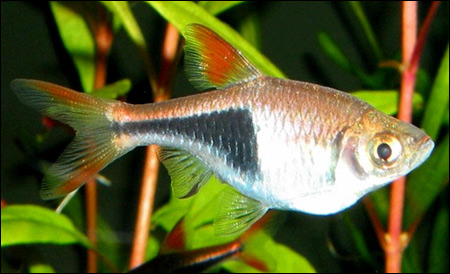 Расбора гетероморфа, расбора клинопятнистая (Rasbora heteromorpha, Trigonostigma heteromorpha), Фото фотография