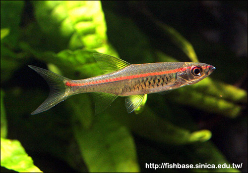 Расбора краснолинейная (Rasbora pauciperforata), Фото фотография с http://fishbase.sinica.edu.tw/images\species/Rapau_u5.jpg