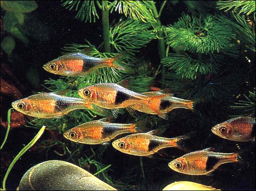 Расбора клинопятнистая (Rasbora heteromorpha), Фото фотография