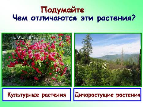 Растения дикорастущие и культурные