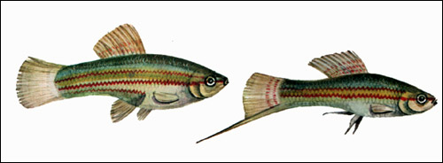 Зеленый меченосец (Xiphophorus helleri), Рисунок картинка