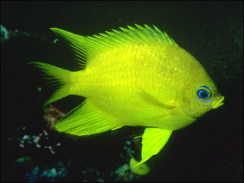Желтая рыба, Фото фотография