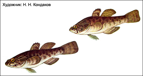 Ротан-головешка (Perccottus glehni), Рисунок картинка