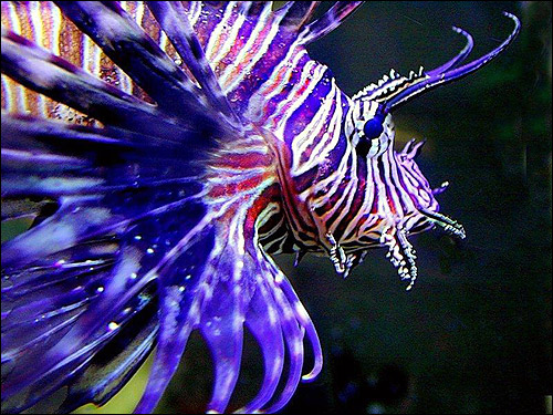 Крылатка полосатая (Pterois volitans), Фото фотография