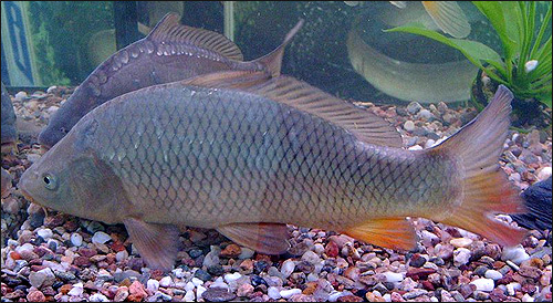 Сазан (Cyprinus carpio), Фото фотография