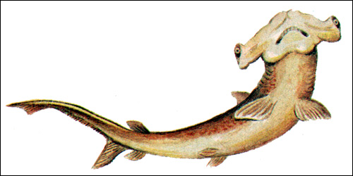 Акула-молот (Sphyrna diplana), Рисунок картинка