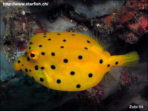 Кубический кузовок (Ostracion cubicus), Фото фотография с http://www.starfish.ch/photos/fishes-Fische/boxfishes-Kofferfische/Ostracion-cubicus-juv2.jpg