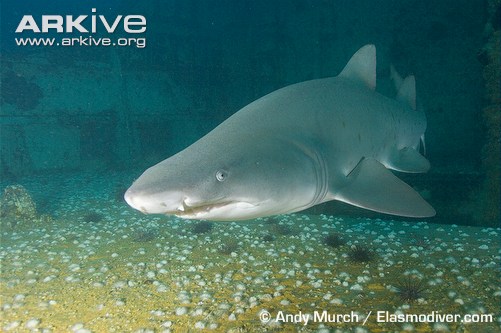 Песчаная акула (Carcharias taurus), Фото фотография