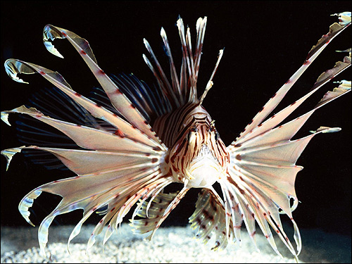 Крылатка (Pterois volitans), Фото фотография