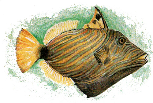 Рыба-спинорог, Рисунок картинка